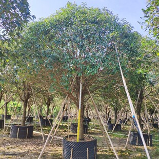 907 Ʒȫ ļ ¹  12-20cm𻨘 ֲ