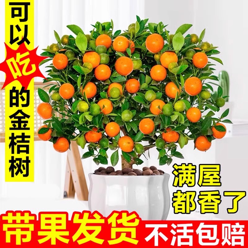 Four-Season Kumquat Saplings, Small Orange Trees, Fortune-Attracting Bonsai Potted Plants with Fruits, Indoor Easy-To-Care-For Flowers for the Living Room during the New Year Four-Season Kumquat Saplings, Small Orange Trees, Fortune-Attracting Bonsai Potted Plants with Fruits, Indoor Easy-To-Care-For Flowers for the Living Room during the New Year
