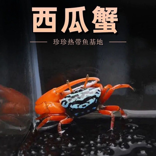 ����з��Hз�г�з�����^�pз���w����з�߲�С�зҰ���W�t�Ȍ�