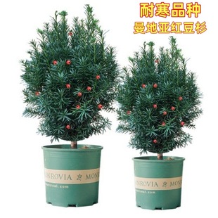 �ͺ����؁��t��ɼ���������辰ͥԺ�����҃����⻨��ֲ���ļ��L��