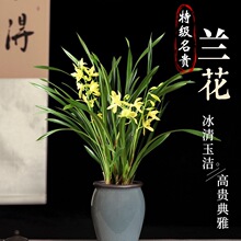 兰花盆栽带花苞大苗香兰草直销带土四季浓香名贵建兰花卉植物室内