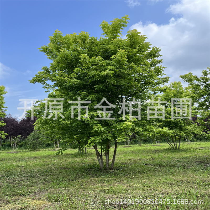 丛生金叶糖槭4-8米庭院风景行道树金叶复叶槭大乔木糖槭小苗