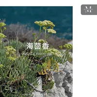 Эфирное масло морского фенхеля импортирует односторонних эфирных масел Fennel Sea, самозанятый регион Греции