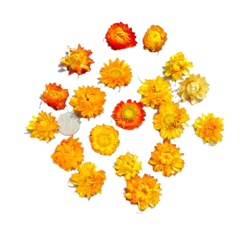 Straw chrysanthemum colorful chrysanthemum pineapple chrysanthemum…
