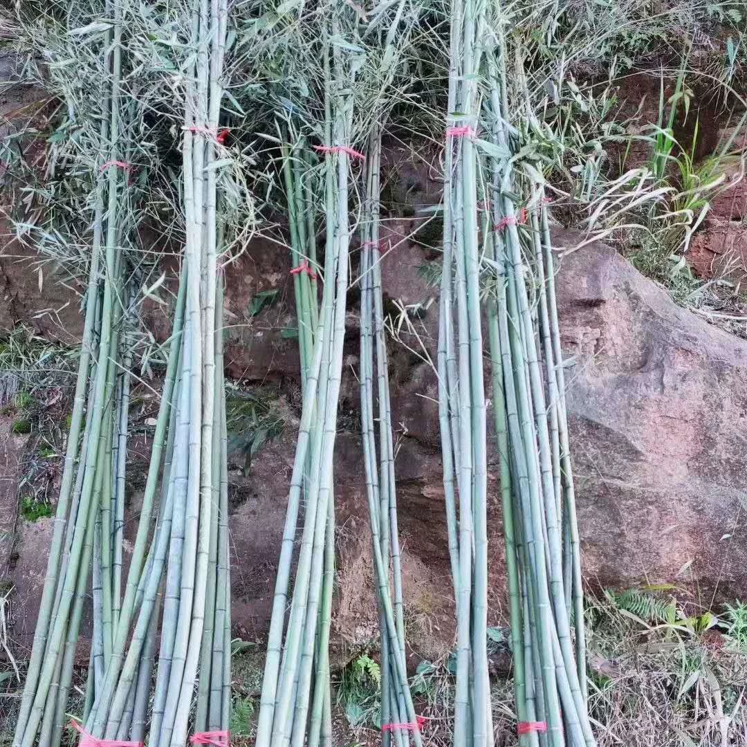 Оптовая продажа бамбука различных спецификаций 3cm бамбук 2cm 5cm зеленый бамбук водный бамбук