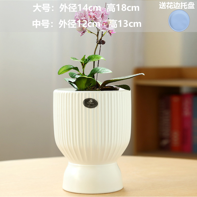 Holy Cup Asian White (tray)