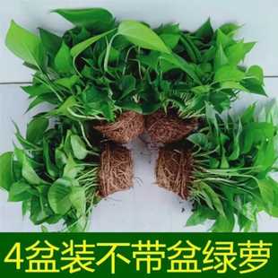 G}҃Ȼˮֲȩ՚LپGֲ~