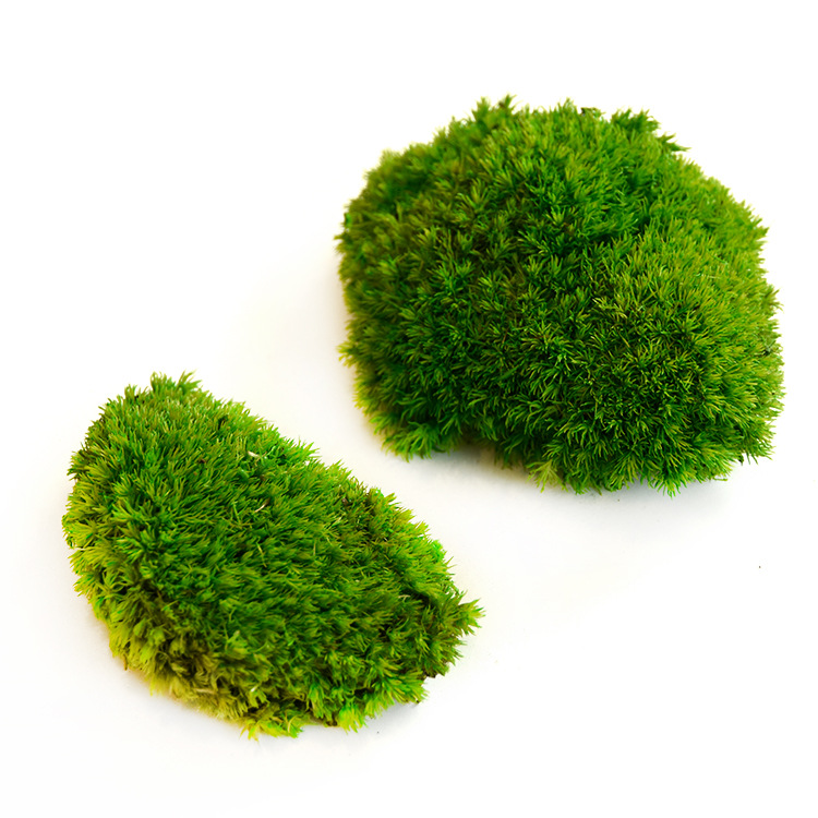 Musgo inmortal pelo blanco musgo gris grande planta verde pared flor seca Fondo pared planta pared musgo fuente