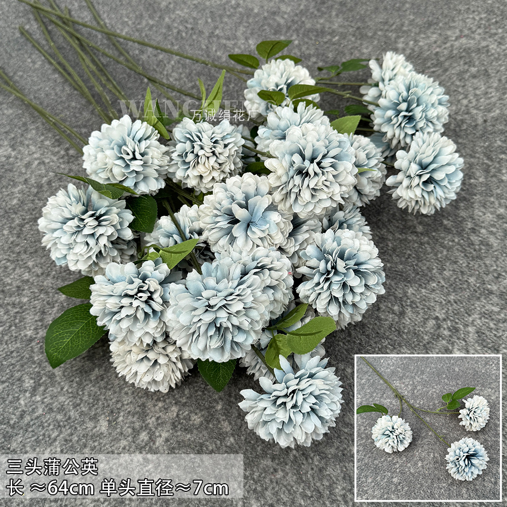 Three dandelion-haze Blue