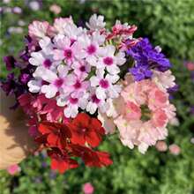 ��ɫ��Ů�ѷN���^���ļ����͸ߜ���Ů�ѻ��ѻ����ݻ��N���̨ͥԺ