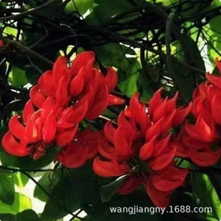 Multi-Flowered Wisteria Flower Seedlings, Climbing Vines, Roof Potted Plants, Garden Walls, Courtyard Climbing Plants, Lingxiao Wisteria Seedlings