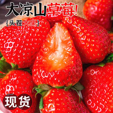 四川大凉山露天新鲜现摘牛奶莓非丹东99红颜甜莓整箱当季水果
