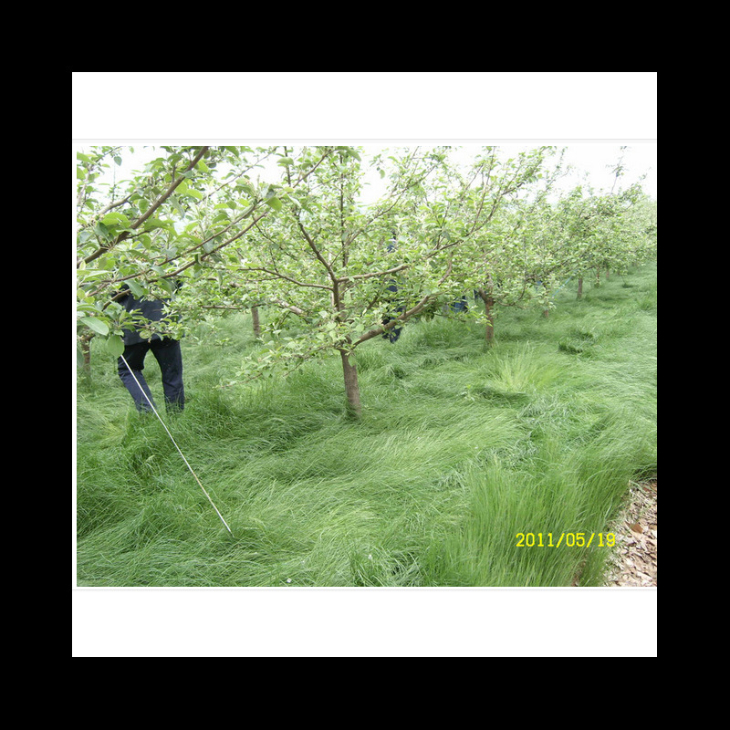 果园绿肥草种鼠茅草—鼠茅草种子 发芽率高 提供播种资料全国