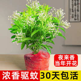 夜来香盆栽花树苗室内驱蚊花卉当年四季开花阳台九里香花苗植物