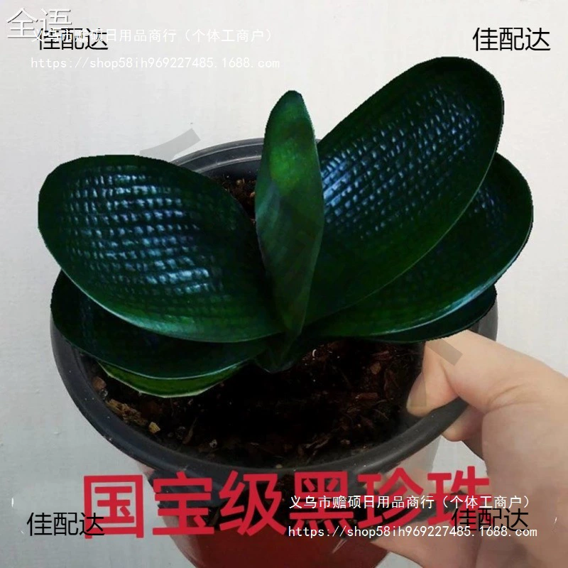 Высококлассные флагманские магазины: коротколистые рассады жемчужного цвета, однолистные круглоголовые кливии, драгоценные премиальные широколистные конопляные монахи.