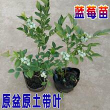 {ݮԵԎشϷNֲ̨Y{ݮ