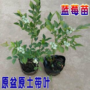 Blueberry Tree Fruit Seedlings Potted Ground Planting with Flowers and Fruits Extra Large Southern and Northern Planting Balcony Blueberry Seedlings That Bear Fruit in the Same Year