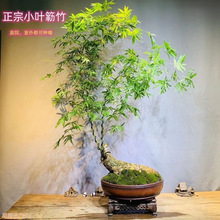 С�~�{�񻨻ܴ�ȫ�B�����{���Ϙ����F��Gֲ�����҃Ⱥ��B���]���l