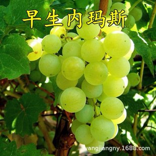 �������R˹�����ձ���ӡ���������� ꖹ�õ��o�����ј� ����o��