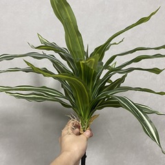 クロスボーダー高シミュレーションブラジリアンウッドブラジリアンアイアングリーン植物葉挿しインテリアルームデスクトップテーブル装飾植物