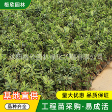 N۶NС ͥԺԵdGľӳɽtëNëN