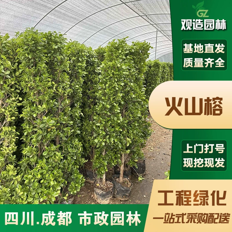 Саженцы вулканического баньяна, Сычуаньский ландшафтный дизайн, двор, дом, муниципальная инженерия, забор, живая изгородь, деньги, баньян, ландшафтные саженцы