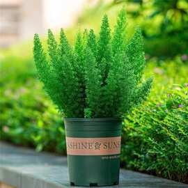 狐尾天门冬盆栽植物庭院花园柜台绿植四季常绿除甲醛观叶花镜花苗