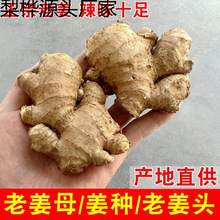 贵州老姜头现挖老生姜批发小黄姜碎姜块老姜母蔬菜月子姜泡脚
