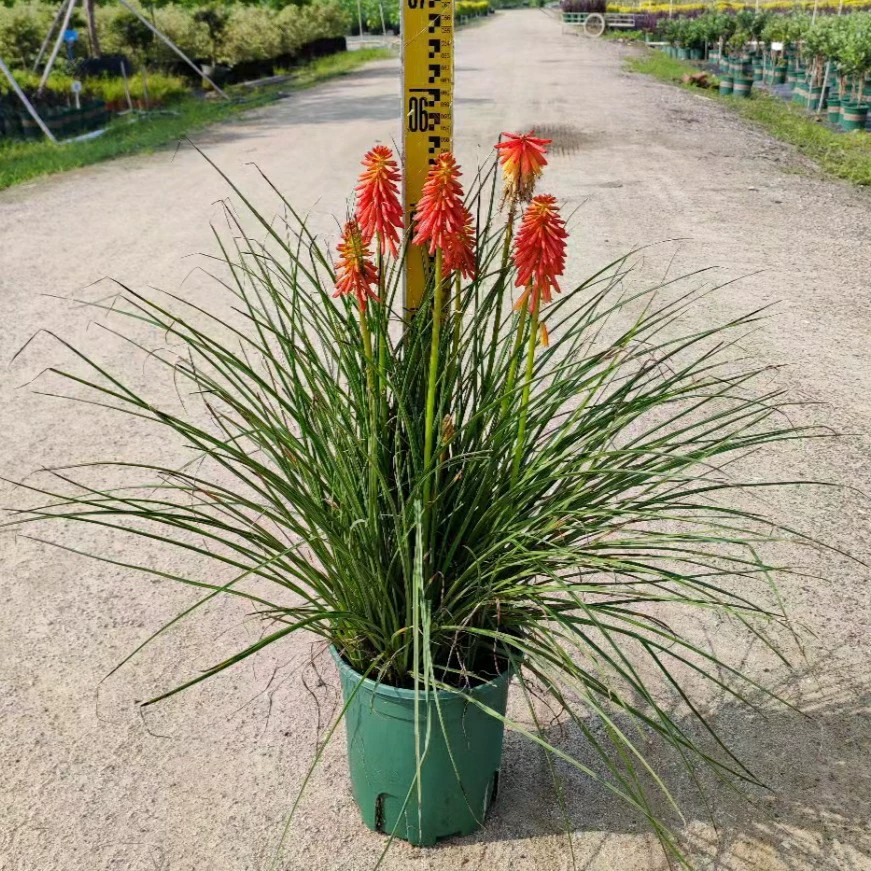 2206 база оптовая поставка факелов