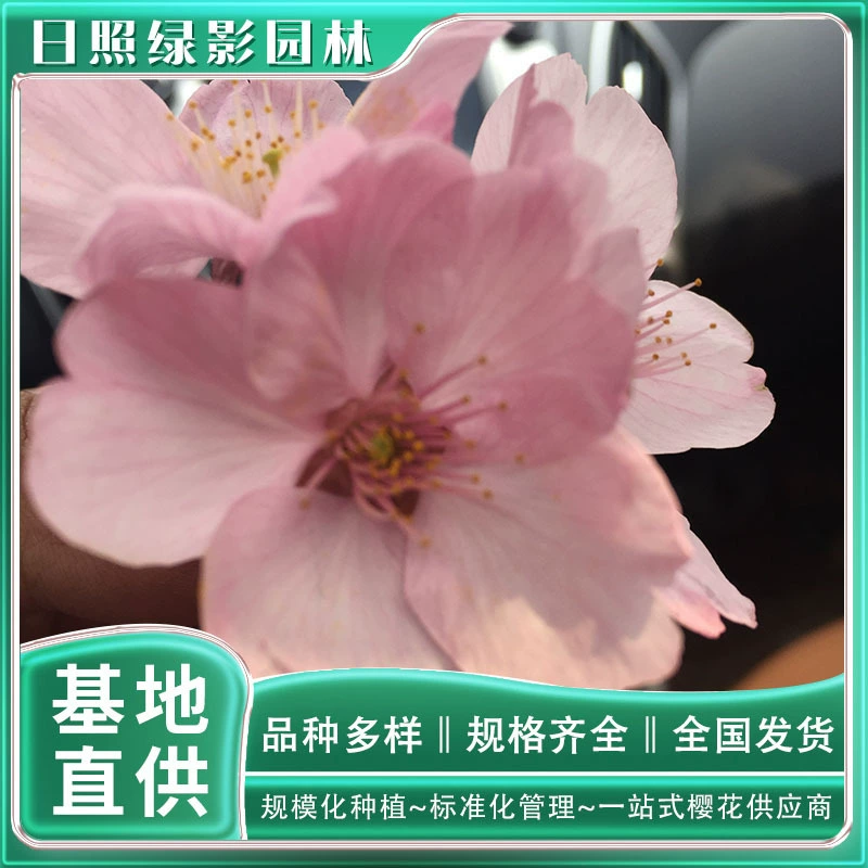 Сколько стоит солнечный цвет сакуры 6 см? Вишневый цвет базы прямых продаж солнце Саженцы вишни