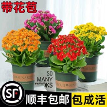 �L�ۻ������ذ�󻨎����������҃��_��������B����ֲ���r���Gֲ