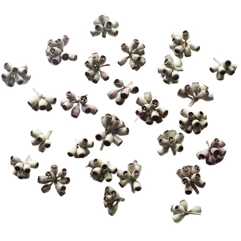 Flores secas, fruta zombie, fruta de eucalipto, campanas de viento, marcos de fotos de frutas, imanes para refrigerador, coronas, kits de materiales DIY de fruta seca hecha a mano, venta al por mayor de fábrica.