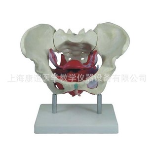 Kay-X125 Female Pelvic Floor Muscle Model Human Anatomy Teaching Model Medical Teaching Model
