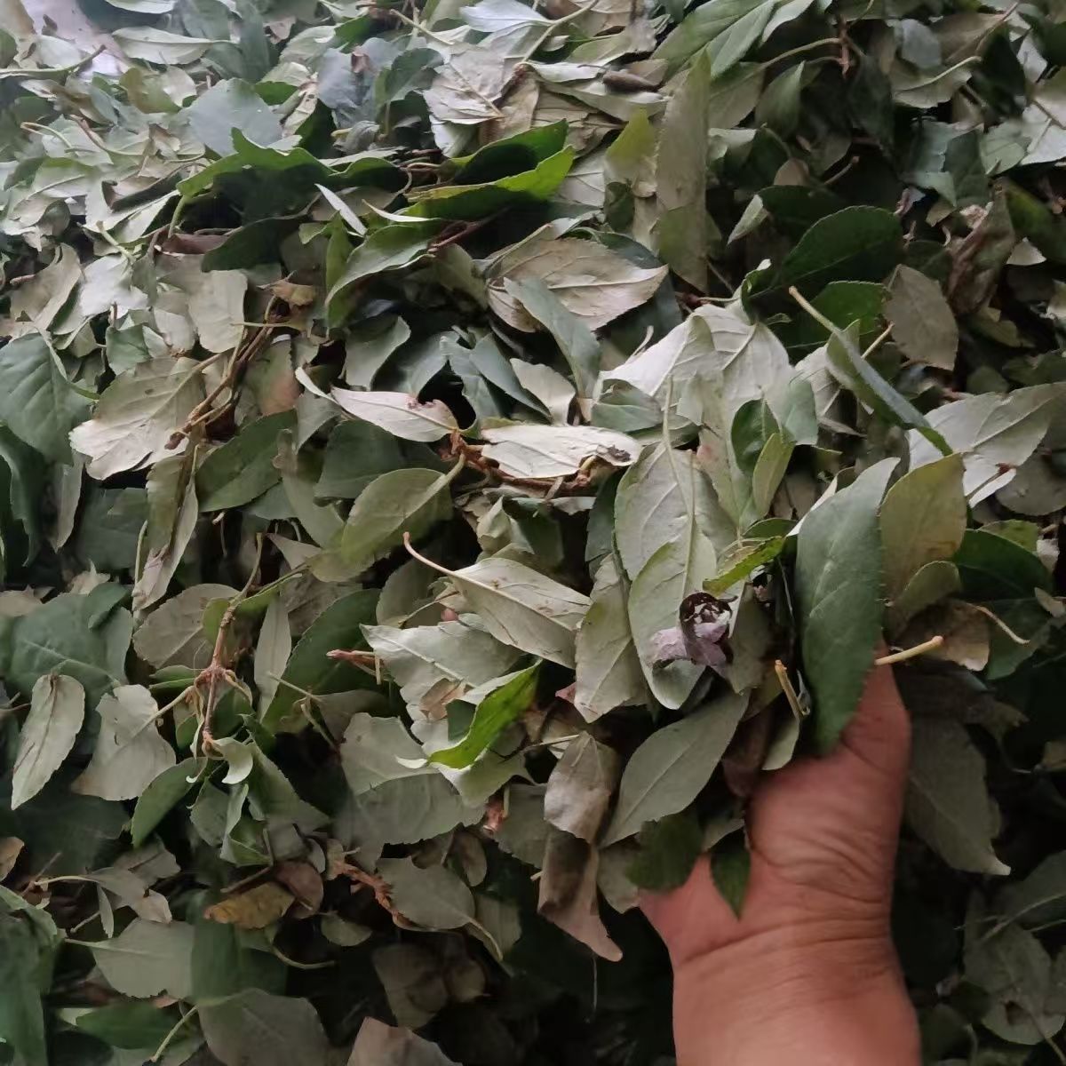 Dried Forsythia Leaf Tea Lian Qiao Ye 500g Sun Dried Herbal Tea Leaf from Shanxi quality and texture