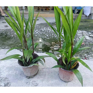 ���J�����Ի��� �{���� �m���� �Ĵ��@�ֈ@ˇ�G���ر�����ֲ��