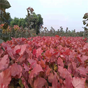 ����ֱ�l�S����ľ�a��ֱ�N�쾰����