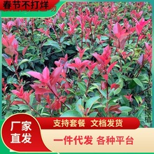 t~ʯ骾Gľ ļͥԺ@Gֲ hɫKľ