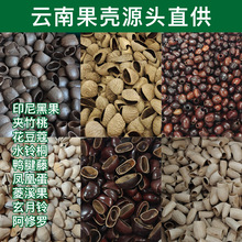 云南天然手工印尼黑果白果壳果子壳料配件夹竹桃鸭健藤水铃桐DIY