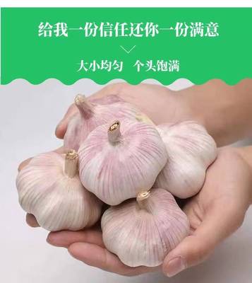 wholesale Dried Garlic dried food White Purple dried food Year Hotel canteen Stall Garlic seed