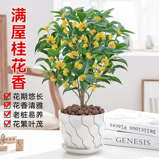 ļ𻨘ͶYAAϘ̨ͥԺ҃ȺB辰