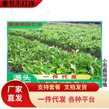 ɳ�ǽۘ�����������Ϸ������Nֲ���Ә���̽۹������޽�ɰ����