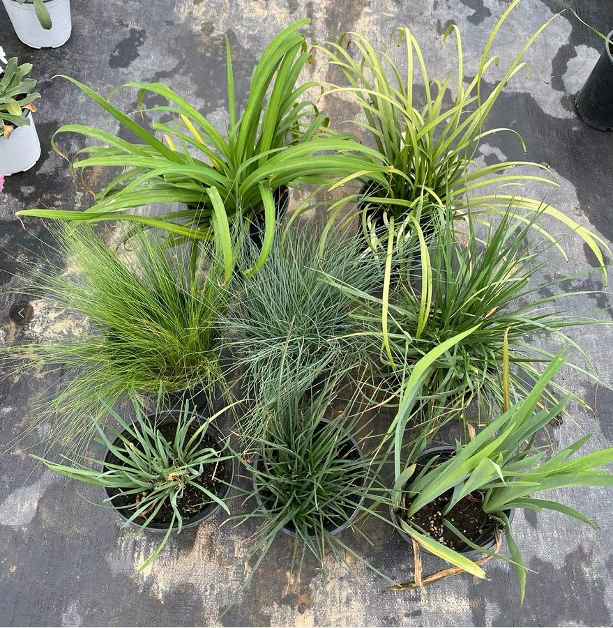 Синяя овсяница Fine Leaf Needle Hemerocallis цветочное зеркальное растение в горшке с балконом во дворе, многолетнее Морозостойкое и Термостойкое