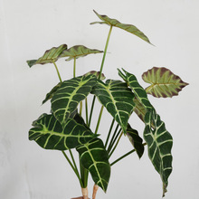 仿真芋头叶 把束观音叶 海芋叶 造景装饰叶子 胶叶芋头叶