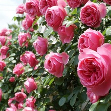 庭院绿植阳台盆栽欧月爬墙植物爬藤蔷薇藤本月季花苗大苗攀援花卉