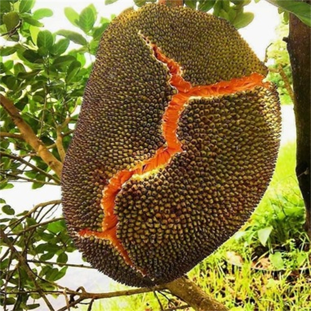 四季菠萝蜜树树苗嫁接干包带土种植耐寒旱室内外庭院盆栽当年结果