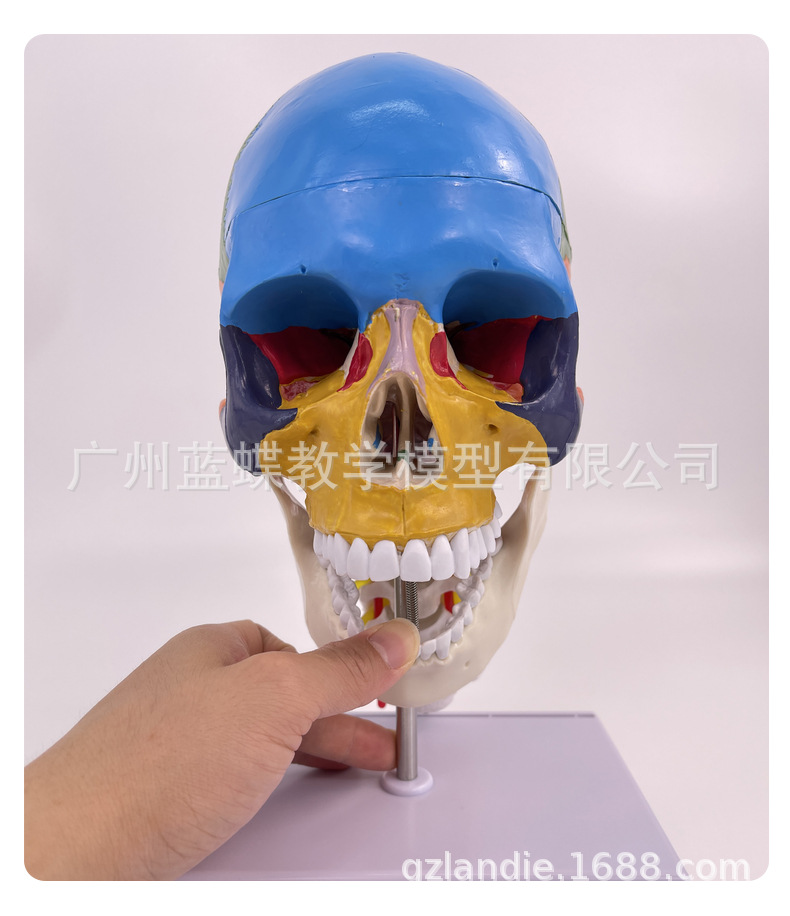 彩色头骨-详情页_17
