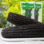 东北黑糯玉米10根包邮新鲜紫黏玉米棒子非即食甜粘嫩苞米真空蔬菜