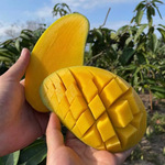 Խ�Ͻ��â����â��10�ﵱ���ȴ�ˮ������â�����ش�ˮ��â������