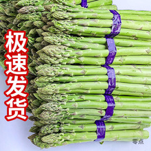 芦笋1号2025新鲜芦笋现采现发去白根速发农场直发绿芦笋青芦笋