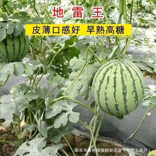 ���������ϷN�����챡Ƥ�t�����ϷN�ӈA�θ߮a����������ϷN��